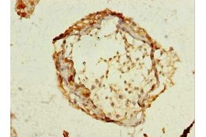 Immunohistochemistry of paraffin-embedded human testis tissue using ABIN7168636 at dilution of 1:100 (SCRG1 抗体  (AA 21-98))