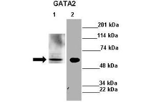 Lanes : Lane 1: 30ug mouse liver lysateLane 2: 30ug mouse N2a cell lysate  Primary Antibody Dilution :  1:500   Secondary Antibody : Anti-rabbit-HRP  Secondary Antibody Dilution :  1:2500  Gene Name : GATA2  Submitted by : A Kalyani and Vinayak Gupta IIT Madras (GATA2 抗体  (N-Term))
