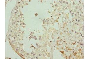 Immunohistochemistry of paraffin-embedded human testis tissue using ABIN7162351 at dilution of 1:100 (GPR68 抗体  (AA 276-365))
