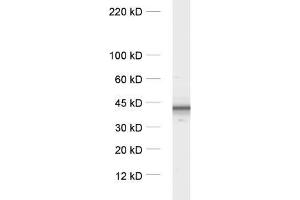 Western Blotting (WB) image for anti-GalphaO 2 (AA 1-355) antibody (ABIN1742531)
