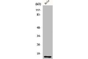 Western Blot analysis of HeLa cells using DOC-1 Polyclonal Antibody (CDK2AP1 抗体  (Internal Region))