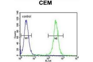 Flow cytometric analysis of CEM cells using MNDA Antibody (N-term) Cat. (MNDA 抗体  (N-Term))