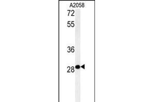 C11orf46 Antibody (C-term) (ABIN654019 and ABIN2843942) western blot analysis in  cell line lysates (35 μg/lane).