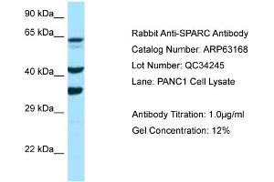 Western Blotting (WB) image for anti-Secreted Protein, Acidic, Cysteine-Rich (Osteonectin) (SPARC) (C-Term) antibody (ABIN2789396)