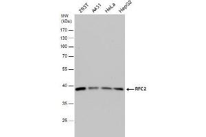 WB Image RFC2 antibody detects RFC2 protein by western blot analysis. (RFC2 抗体)