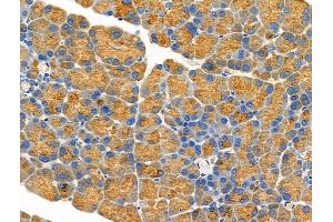 ABIN6264452 and ABIN6276642 at 1/100 staining Rat pancreatic tissue by IHC-P. (PRSS1 抗体  (Internal Region))