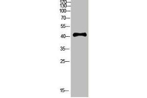Western Blot analysis of HEPG2 cells using Antibody diluted at 800. (RCC1 抗体  (AA 301-350))