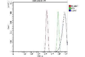 anti-Carbonyl Reductase 1 (CBR1) (AA 14-262) antibody