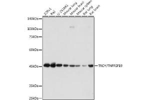 Western blot analysis of extracts of various cell lines, using TROY/TNFRSF19 antibody (ABIN7271069) at 1:1000 dilution. (TNFRSF19 抗体)