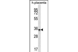 OR6K6 Antibody (C-term) (ABIN657186 and ABIN2846311) western blot analysis in human placenta tissue lysates (35 μg/lane). (OR6K6 抗体  (C-Term))