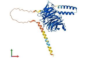 AlphaFold protein structure predicition of Human Recombinant TBL2 Protein, UniprotID Q9Y4P3