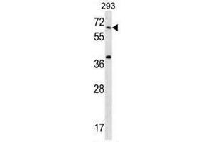 STXBP2 Antibody (C-term) western blot analysis in 293 cell line lysates (35µg/lane). (STXBP2 抗体  (C-Term))