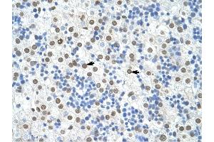 HNRPA1 antibody was used for immunohistochemistry at a concentration of 4-8 ug/ml to stain Hepatocytes (arrows) in Human Liver.