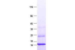Validation with Western Blot