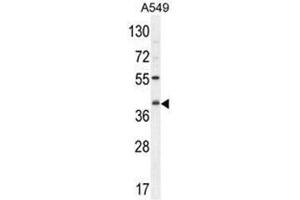 C5AR1 Antibody (Center) western blot analysis in A549 cell line lysates (35µg/lane). (C5AR1 抗体  (Middle Region))