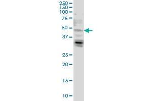 LASS4 Antikörper  (AA 57-139)