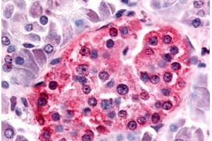 Anti-SGK3 antibody  ABIN1049328 IHC staining of human islet of langerhans.