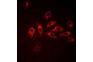 Immunofluorescence (IF) image for anti-Isocitrate Dehydrogenase 1 (NADP+), Soluble (IDH1) antibody (ABIN7307898)
