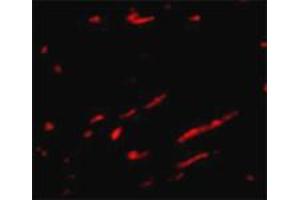 Immunofluorescence staining of rat kidney tissue with 20 ug/mL SLC22A17 polyclonal antibody .