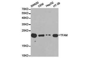 Western Blotting (WB) image for anti-Transcription Factor A, Mitochondrial (TFAM) antibody (ABIN1875064) (TFAM 抗体)