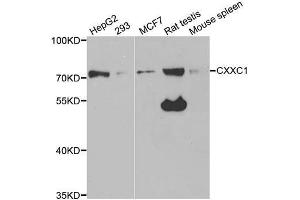 Western blot analysis of extracts of various cell lines, using CXXC1 antibody (ABIN5973429) at 1/1000 dilution. (CXXC1 抗体)