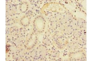 Immunohistochemistry of paraffin-embedded human pancreatic tissue using ABIN7167492 at dilution of 1:100 (RTP4 抗体  (AA 1-224))