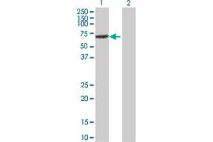 Western Blot analysis of IRF5 expression in transfected 293T cell line by IRF5 MaxPab polyclonal antibody. (IRF5 抗体  (AA 1-498))