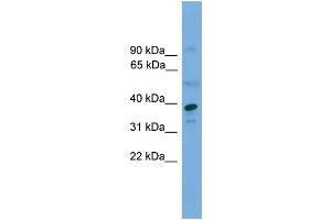 Western Blotting (WB) image for anti-Apurinic/Apyrimidinic Endonuclease 1 (APEX1) (Middle Region) antibody (ABIN2787519)