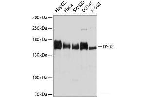 Western blot analysis of extracts of various cell lines using DSG2 Polyclonal Antibody at dilution of 1:1000. (Desmoglein 2 抗体)