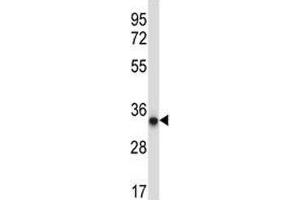 AMPK beta 2 antibody western blot analysis in A375 lysate. (PRKAB2 抗体  (AA 3-33))