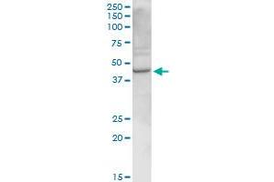 RELT MaxPab rabbit polyclonal antibody. (RELT 抗体  (AA 1-430))