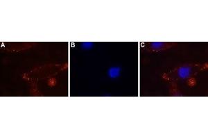 Expression of CaSR in rat C6 cells - Cell surface detection of CaSR in live intact rat glioma C6 cells.