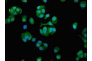 Immunofluorescence staining of MCF-7 cells with ABIN7171423 at 1:100, counter-stained with DAPI. (CCT7 抗体  (AA 240-543))