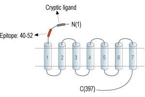 anti-Coagulation Factor II (thrombin) Receptor-Like 1 (F2RL1) (AA 40-52), (Extracellular), (N-Term) antibody