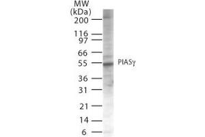 Image no. 1 for anti-Protein Inhibitor of Activated STAT, 4 (PIAS4) (AA 44-60) antibody (ABIN208255) (PIAS4 抗体  (AA 44-60))
