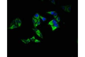 Immunofluorescence staining of Hela cells with ABIN7167395 at 1:200, counter-stained with DAPI. (RAP1A 抗体  (AA 1-181))