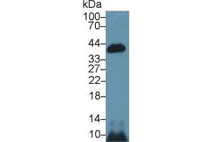 Western blot analysis of Mouse Kidney lysate, using Mouse CASP14 Antibody (1 µg/ml) and HRP-conjugated Goat Anti-Rabbit antibody ( (CASP14 抗体  (AA 17-248))