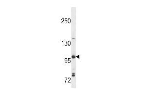 Western blot analysis in Ramos cell line lysates (35ug/lane). (TLR7 抗体  (N-Term))