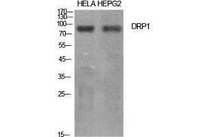 Western Blot (WB) analysis of specific cells using DRP1 Polyclonal Antibody. (Dynamin 1-Like 抗体  (Tyr516))