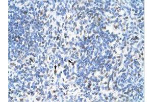 Image no. 1 for anti-Proliferating Cell Nuclear Antigen (PCNA) (C-Term) antibody (ABIN202131)