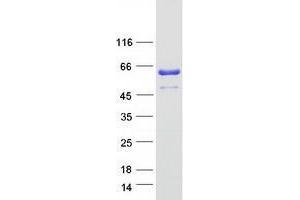 Validation with Western Blot (ZNF259 Protein (Myc-DYKDDDDK Tag))