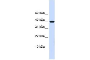 Western Blotting (WB) image for anti-Leukocyte Cell Derived Chemotaxin 1 (LECT1) antibody (ABIN2458871) (LECT1 抗体)