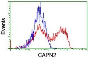 HEK293T cells transfected with either RC205642 overexpress plasmid (Red) or empty vector control plasmid (Blue) were immunostained by anti-CAPN2 antibody (ABIN2455592), and then analyzed by flow cytometry. (Calpain 2 抗体)