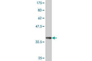 Western Blot detection against Immunogen (37. (AOC2 抗体  (AA 169-268))