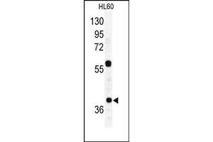 Image no. 2 for anti-RAD23 Homolog A (RAD23A) (C-Term) antibody (ABIN357606) (RAD23A 抗体  (C-Term))