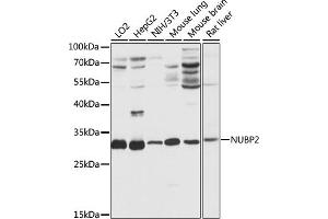 Western blot analysis of extracts of various cell lines, using NUBP2 antibody (ABIN7269064) at 1:1000 dilution. (NUBP2 抗体  (AA 142-271))