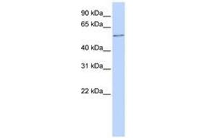 Image no. 1 for anti-One Cut Homeobox 2 (ONECUT2) (AA 108-157) antibody (ABIN6740509) (ONECUT2 抗体  (AA 108-157))