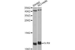 Western blot analysis of extracts of various cell lines, using GLRX antibody. (Glutaredoxin 1 抗体)