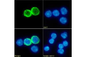 Immunofluorescence staining of fixed mouse splenocytes with anti-GITR antibody DTA-1. (Recombinant TNFRSF18 抗体)
