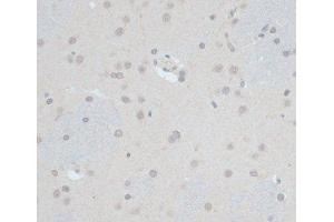 Immunohistochemistry of paraffin-embedded Rat brain using ZNF703 Polyclonal Antibody at dilution of 1:100 (40x lens). (ZNF703 抗体)